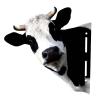 Qianly Animal Heads Metal Sculpture Realistic Art Statue Rustic Wall Mounted Animal Heads for Office Hotel Dining Room Door Ornament, Cow view 1