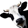 Qianly Animal Heads Metal Sculpture Realistic Art Statue Rustic Wall Mounted Animal Heads for Office Hotel Dining Room Door Ornament, Cow view 2