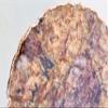 AANTHROPOLOGY By Rhea Golden Quartz Agate Organic Edge Side/Coffee Table (Rose Gold - Finish), Diameter(14 inches) view 4