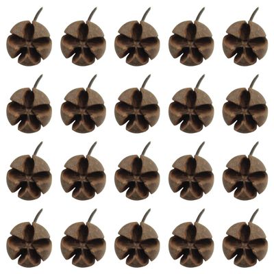 Queenbox 20pcs Dried Natural Cross Shape Fruit Shell, Random Small Decorative Vase Fillers for DIY Crafts, Home, Fall, Christmas