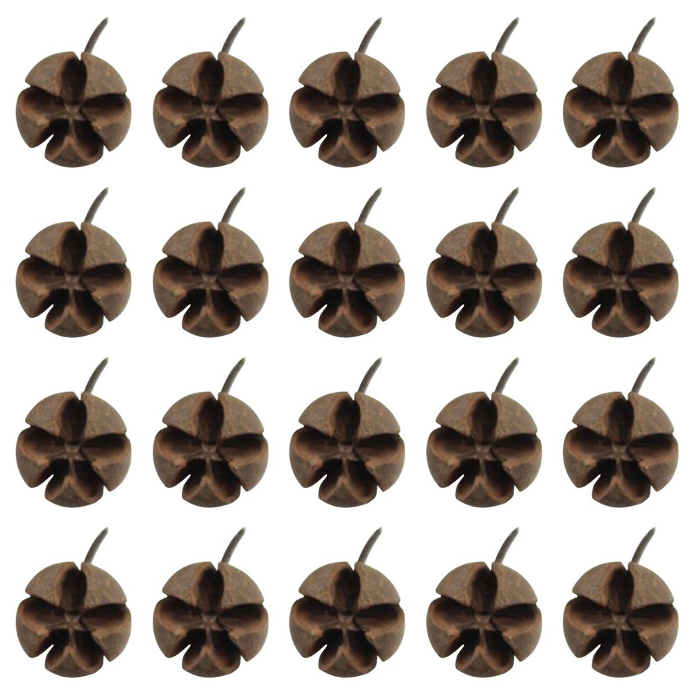 Queenbox 20pcs Dried Natural Cross Shape Fruit Shell, Random Small Decorative Vase Fillers for DIY Crafts, Home, Fall, Christmas