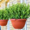 AmyHomie 20 Bundles Green Artificial Plants for Outdoor Spring Summer Decor UV Resistant Faux Wheat Grass Greenery Shrubs Eucalyptus Fake Plastic Plants Garden Porch Window Box Decorating view 4