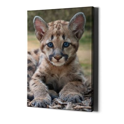 Baby Leopard Canvas Wall Art Print - Nursery Girl Decor Safari Jungle Animal Picture - Toddler Boy Room Little Kid Framed Painting (31'' x 20'' (80x50 cm))