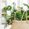 Relaxdays Watering Balls, Set of 10, H x D: 28 x 8 cm, Thirst Balls for Flowers and Plants, 250 ml, Plastic, Transparent view 3
