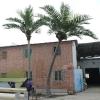 Simulation FRP Coconut Tree, Palm Tree, Artificial Palm Tree, Palm Tree Decor, Outdoor Palm Trees for Outside Patio, Palm Trees for Home Office Decoration 2m+3m view 3