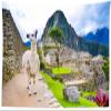 Loccor Machu Picchu Tapestry Comical White Lama Stands Losing Urban Ruins in Peru Green Hills Wall Hanging Peruvian Historic Sanctuary Tapestry for Living Room Bedroom Dorm Home Decor 120x100inch view 1