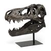 HomeRoots Authentic Replica T Rex Skull Sculpture view 1
