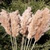 20-pcs 23 inch brpwm Pampas + 10-pcs 40inch Cream Pampas view 3