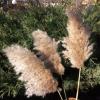 20-pcs 23 inch brpwm Pampas + 10-pcs 40inch Cream Pampas view 4