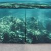 Feelyou Shark Sheet & Wrap Around Bed Skirt for Kids Boys Girls Aquatic Animal Dust Ruffle Bedskirt 15 Inch Drop Marine Life Pleated Bed Skirt for Full Bed with Split Corners view 4