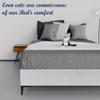 Greaton, 15-Inch Premium Velvet Material Wood Platform Bed, Durable, Stylish, Multi Colour Options, No Box Spring Needed, Black Metal Legs, Queen, White view 4