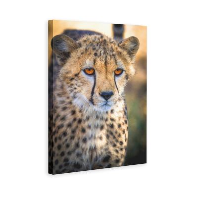 Cheetah Leopard Panthers Fierce Canvas Poster Bedroom Decor Sports Landscape Office Room Decor Gift,Canvas Poster Wall Art Decor Print Picture Paintings for Living Room Bedroom Decoration 16x24inchs(4
