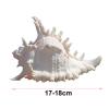 COYOUCO Conch Shell, Large Seashells - Seashell Display on Table - Giant Sea Shells for Home Decor, Fish Tank,17to18cm view 2