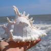COYOUCO Conch Shell, Large Seashells - Seashell Display on Table - Giant Sea Shells for Home Decor, Fish Tank,17to18cm view 3