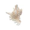 COYOUCO Conch Shell, Large Seashells - Seashell Display on Table - Giant Sea Shells for Home Decor, Fish Tank,17to18cm view 4