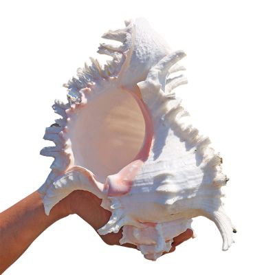 COYOUCO Conch Shell, Large Seashells - Seashell Display on Table - Giant Sea Shells for Home Decor, Fish Tank,23to24cm