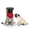 All About Vibe Custom Pillow - Personalized Custom Shaped 3D Throw Pillow, Best Gift for Pug Owners and Lovers! Made in USA - 22" Medium view 1