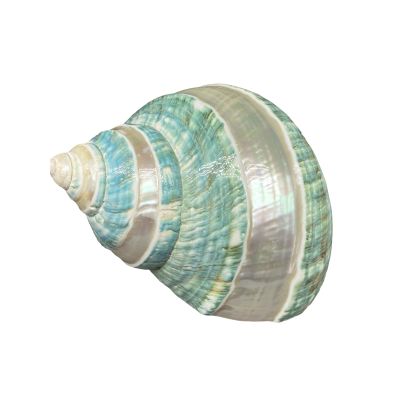 COYOUCO Large Conch Shell, Natural Seashells for Hermit Crab Fish Tank Wedding Decor Beach Theme Party, Home Decorations,DIY Crafts,9to10cm