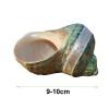 COYOUCO Large Conch Shell, Natural Seashells for Hermit Crab Fish Tank Wedding Decor Beach Theme Party, Home Decorations,DIY Crafts,9to10cm view 2