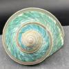 COYOUCO Large Conch Shell, Natural Seashells for Hermit Crab Fish Tank Wedding Decor Beach Theme Party, Home Decorations,DIY Crafts,9to10cm view 3