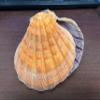 2 Pieces Orange Lion Paw Shell Natical Wiccan 5" view 1