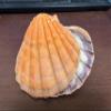 2 Pieces Orange Lion Paw Shell Natical Wiccan 5" view 2