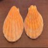 2 Pieces Orange Lion Paw Shell Natical Wiccan 5" view 3