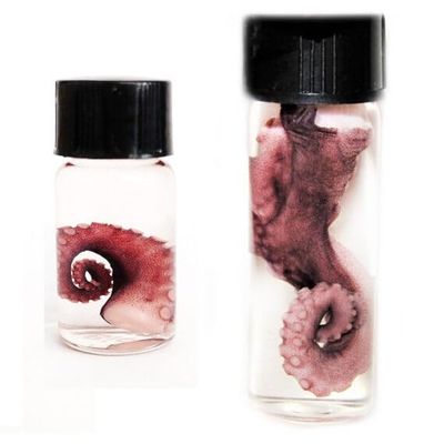 BicBugs Tentacle octopus pink purple preserved wet specimen in vial SM or XL (X-Large)