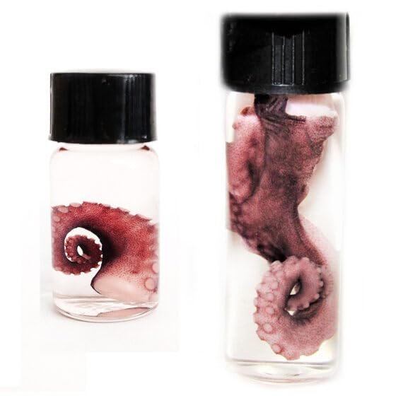 BicBugs Tentacle octopus pink purple preserved wet specimen in vial SM or XL (X-Large)
