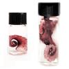BicBugs Tentacle octopus pink purple preserved wet specimen in vial SM or XL (X-Large) view 1
