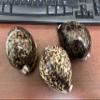 3 Pieces X-Large Tiger Cowrie Shell Natural Seashell 3 1/2" view 1
