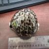 3 Pieces X-Large Tiger Cowrie Shell Natural Seashell 3 1/2" view 2