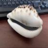 3 Pieces X-Large Tiger Cowrie Shell Natural Seashell 3 1/2" view 3
