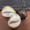 3 Pieces X-Large Tiger Cowrie Shell Natural Seashell 3 1/2" view 4