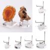 jomgeroz Acrylic Display Stand with Adjustable Metal Arms for Crystal Rock Mineral Agate Gemstones Collectible Display Rack Shelf view 3