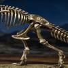 tongshifu Bronze Sculpture Dinosaur Skeleton Home Decoration Decorative Arts and Crafts view 4