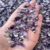 WHOLESALE Natural Semi Tumbled Chevron Amethyst Gemstone Chips, Chevron Amethyst Crushed Chevron Amethyst Mini Crystals, Undrilled Crystal Chips (Chevron Amethyst, 0.5 Pound) view 3