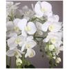Artificial Flower in Pot Orchids Artificial Silk Flowers Phalaenopsis - Orchid Faux Flowers in Black Ceramic Pot - Wedding Party Dining Table Centerpiece Decor Artificial Plant Flower Arrangement view 3