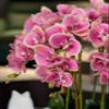 Artificial Phalaenopsis With Vase Artificial Orchid Bonsai Artificial Fake Plant Dining Room Table Centerpiece Wedding Decorations Living Room Arrangement Decor Artificial Plant Flower Arrangement ( C view 3