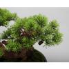 Artificial Trees Artificial Bonsai Welcome Songya Baigen Bouldering Bonsai Ornaments Porch Hotel Welcome Green Plants Ornaments Office Decoration Simulated Pine view 3