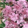 Hommtina 56 Pcs Christmas Decorations, 4 Styles Poinsettias Artificial Christmas Flowers Glitter Berries Stems Ornaments Tree with Pine Cones & Stems for Xmas Wedding DIY Wreath Floral Party (Pink) view 1