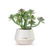 DEMDACO Loved Just Because Artificial White 2 x 1.5 Stoneware Mini Succulent view 1