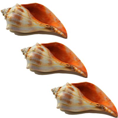 Atlantic Whelk Sea Shell | Florida Left Whelk | Large Shell for Display & Home Decor (3 Pack 5"-6") White