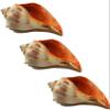 Atlantic Whelk Sea Shell | Florida Left Whelk | Large Shell for Display & Home Decor (3 Pack 5"-6") White view 1