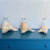 Atlantic Whelk Sea Shell | Florida Left Whelk | Large Shell for Display & Home Decor (3 Pack 5"-6") White view 2