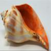 Atlantic Whelk Sea Shell | Florida Left Whelk | Large Shell for Display & Home Decor (3 Pack 5"-6") White view 3