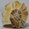 Atlantic Whelk Sea Shell | Florida Left Whelk | Large Shell for Display & Home Decor (3 Pack 5"-6") White view 4