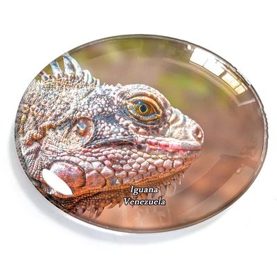 Iguana Venezuela Magnet Fridge Refrigerator Freezer Magnet Sticker Souvenir Decorations Oval Crystal Magnet Kitchen Whiteboard