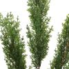 TSYFM 20Inch Artificial Cypress Branches, Faux Branch Artificial Branches, Christmas Cypress Branch, Fake Greenery Cypress Sprigs, Green Cypress Plants for Garden Wedding Home Outdoors Decor(#1) view 3