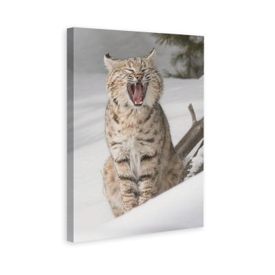 Winter Wildlife Animal Bobcat Lynx Cute Big Cats Playing In Snow Snow Scene So Beautiful Room Aesthetics Posters Canvas Posters Bedroom Decoration Sports Office Decoration Gifts Wall Art Decoration Pr